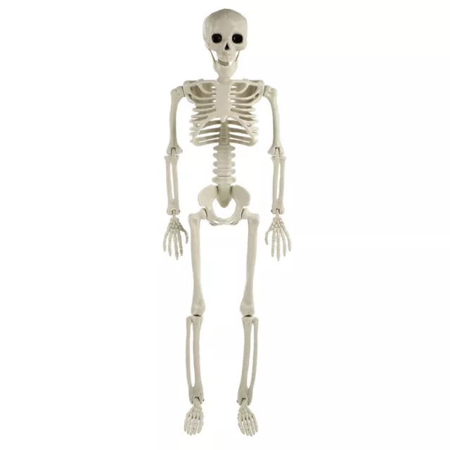 Human Bone Skeleton Model for Medical Education and Halloween Decor