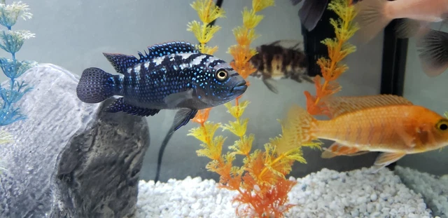Jack Dempsey Cichlid Freshwater Aquarium Fish