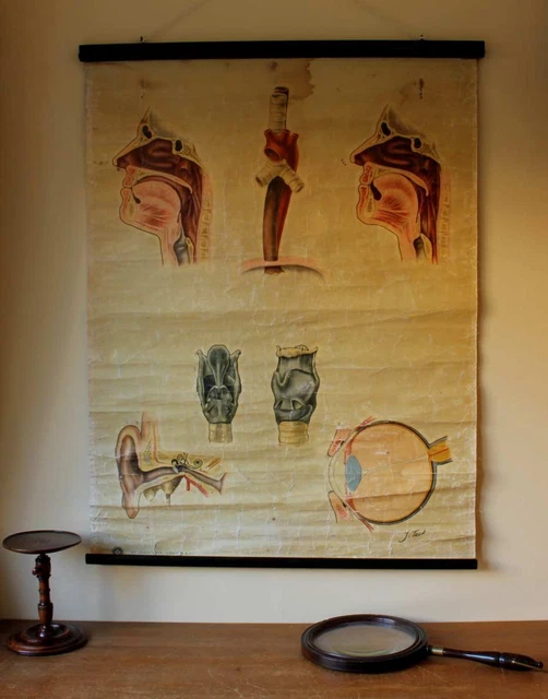 ANATOMY ST JOHN Ambulance Wall Chart Poster. 1940 Vintage Ears Nose