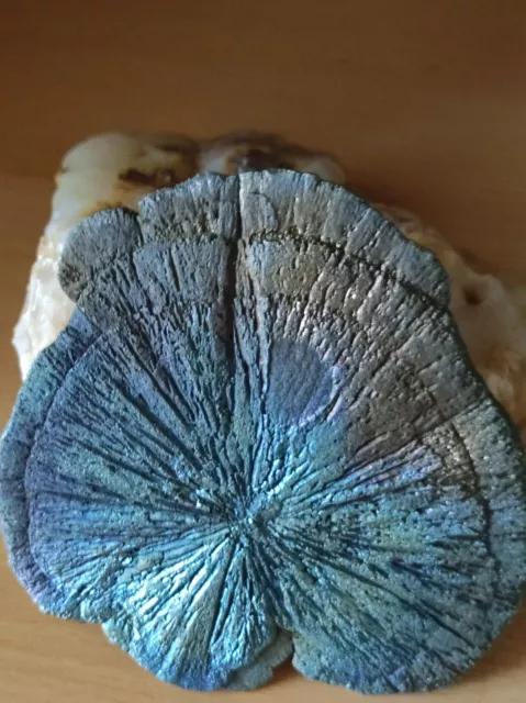 sehr schöne Pyritsonne Mineral, Heilstein, Glimmer, Markasit
