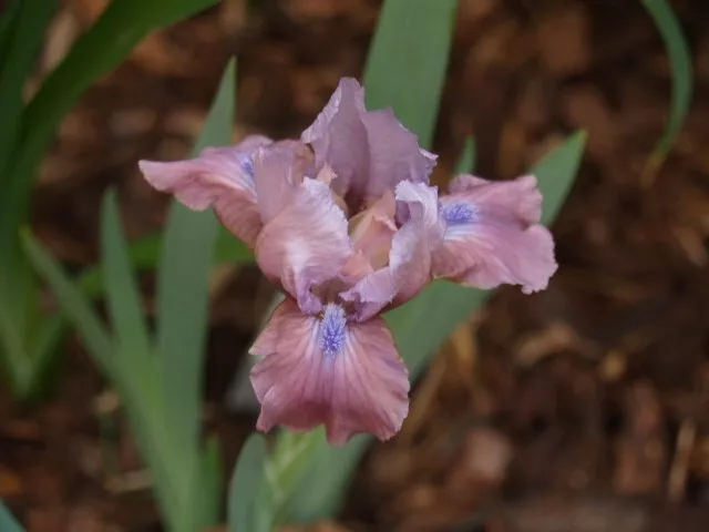 "Lirio espada enano / Iris ""Candy Dancer"