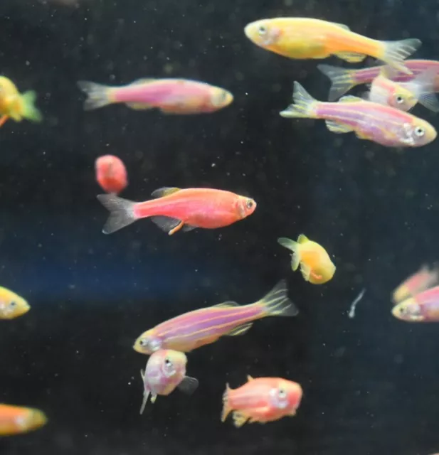 Live Assorted Rainbow Glow Danio (Pack of 6 Aquarium Fish) *PLS READ DESCR*