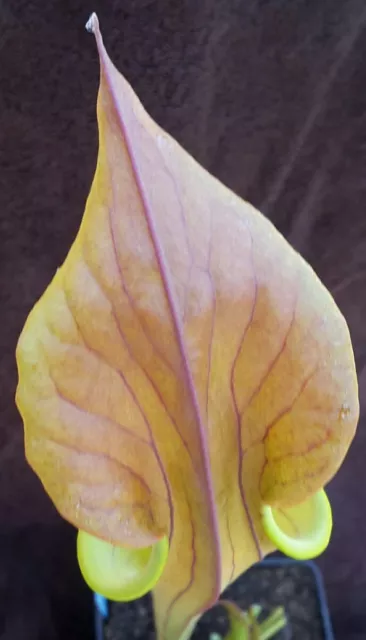 Sarracenia Flava var Cuprea cv 'Copper Lid'