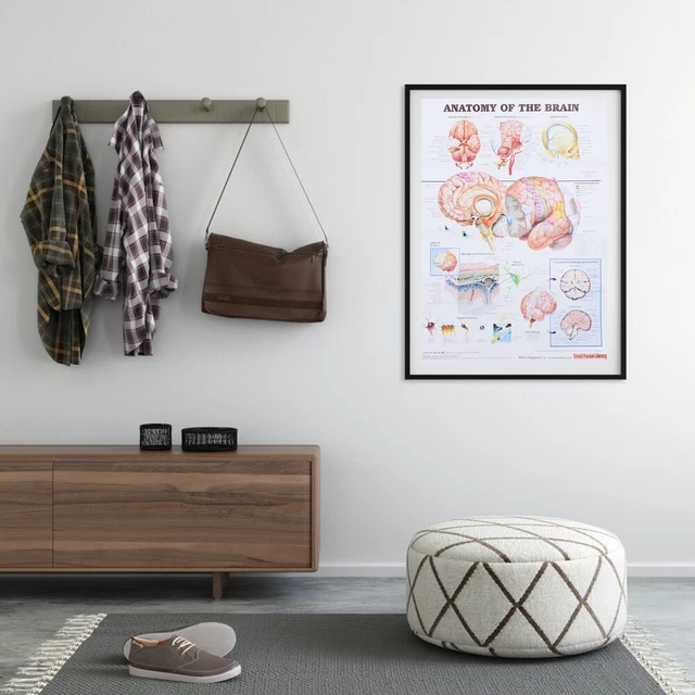 HUMAN BRAIN POSTER Anatomy Chart Muscle Nervous System Office Laminated ...