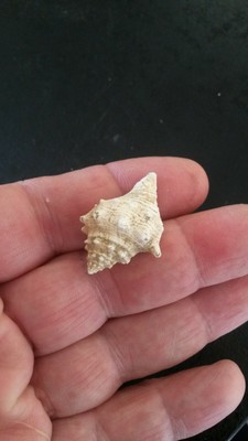 CORNULINA MINAX FOSSILE EOCENE BARTONIEN AISNE FRANCE     RR 