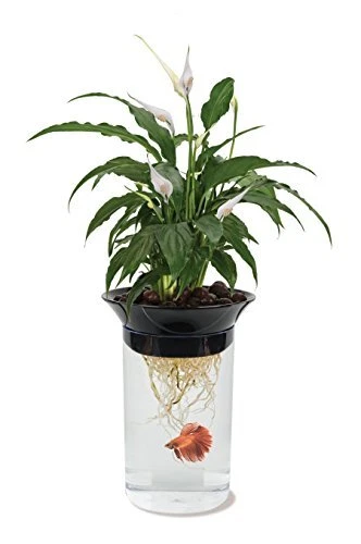 Aquaponic Planter and Aquarium for Betta Fish Tank Promotes Healthy Hydroponi...