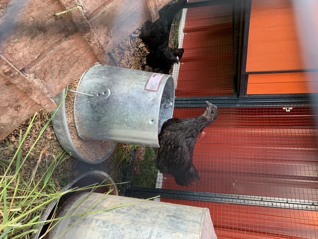Ayam Cemani chicks 2-8 weeks old 