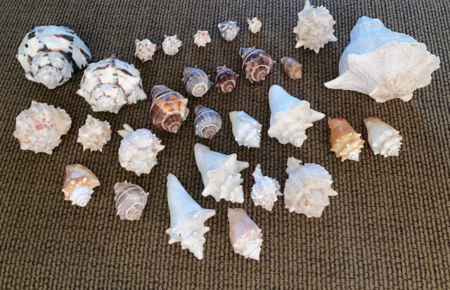 28- Vintage Large Sea Shells Lot! Horned Conch King Queen Large