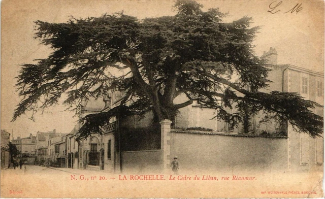 CPA LA ROCHELLE - Le Cedre du Liban rue Réaumur (975791)