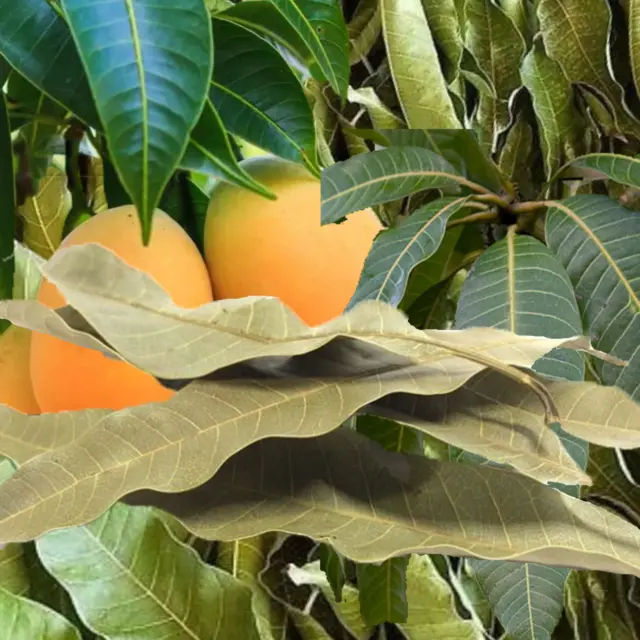 100%organic dried mango leaves pure natural leaf premium quality sri lanka 100g