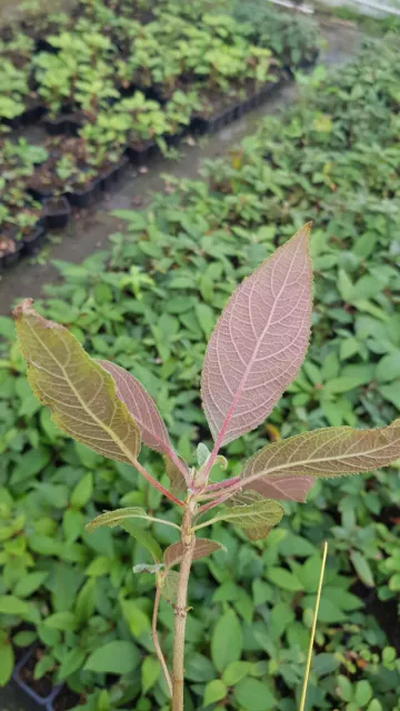 Hydrangea aspera 'Hot Chocolate'® / Hortensia Chocolat / Godet