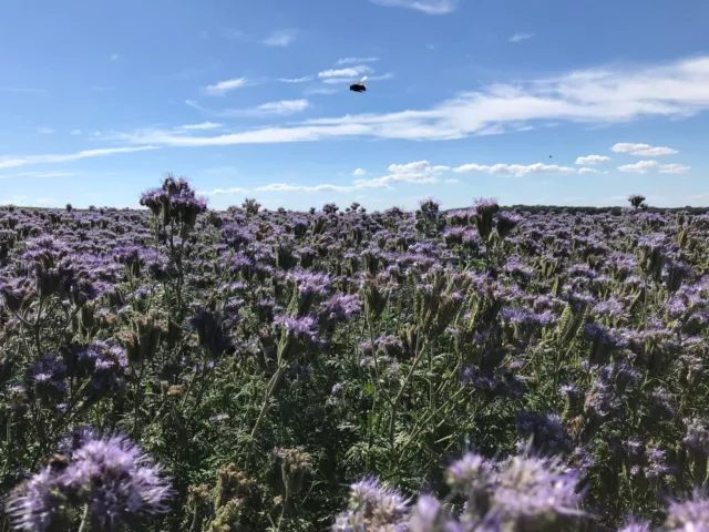 30.000 Samen PHACELIA tanacetifolia Büschelschön Bienenweide 🐝 Gründungung