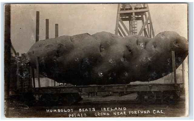 FORTUNA, CA Postcard-  RPPC EXAGGERATED HUMBOLDT BEATS IRELAND POTATO