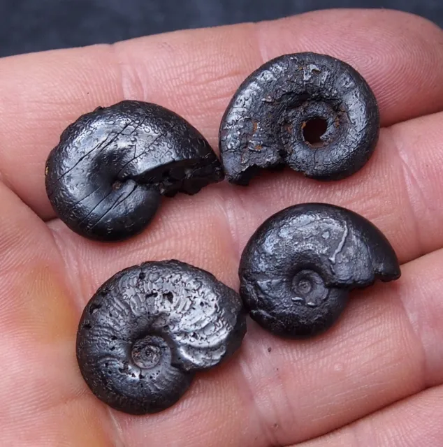 4Pcs 22-25mm Ammonite Hematite Morocco Jurassic Fossil Ammoniten Lot