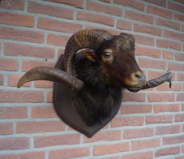 WIDDER MUFFLON HEIDSCHNUCKE Kopf Kopfpräparat Tierpräparat Skull EUR ...