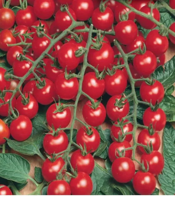 50 Piccolo Red Cherry Tomato Seeds Sweet , High Yield 🍅