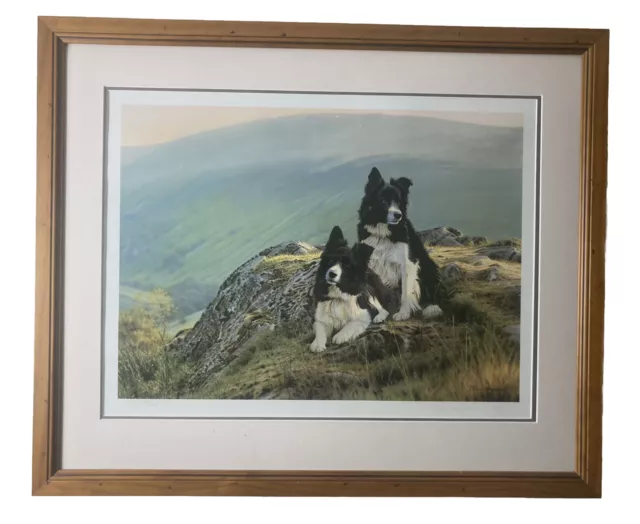 Steven Townsend Limited Edition Print Framed End of a Working Day Border Collies