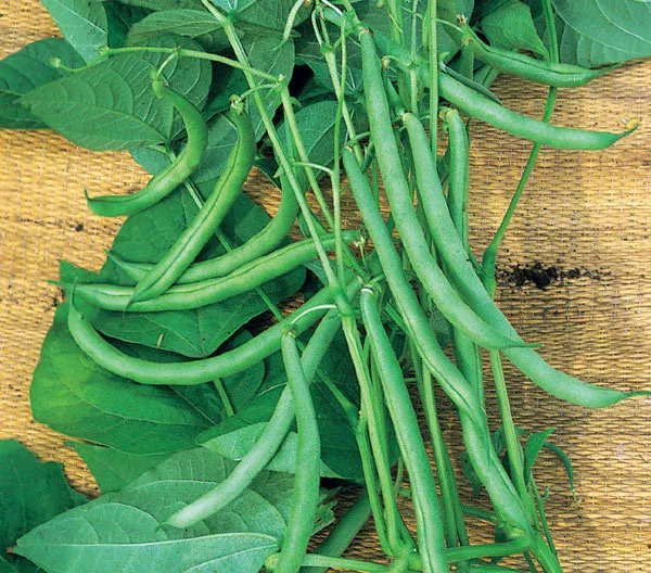 Climbing Green Fasold French Beans 20 ORGANIC SEEDS F1 Hybrid Heirloom BIO nonGM