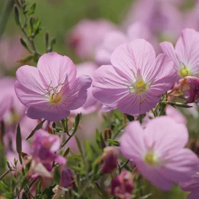 Evening Primrose- Pink, 250 seeds | TSC: Heirloom & OP seeds, non-GMO, Untreated