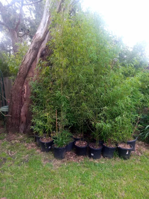 Bamboo Plants Clumping Up To 3 Metres Great For Screening $75 Each