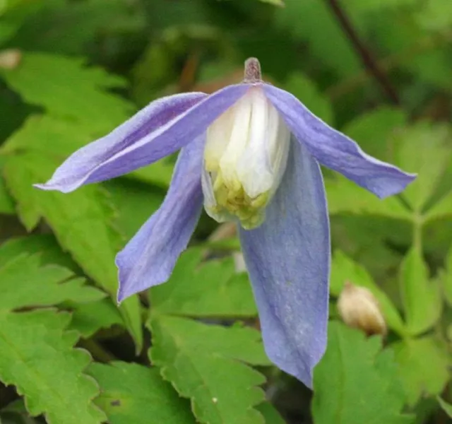 Clematis alpina        15 seeds