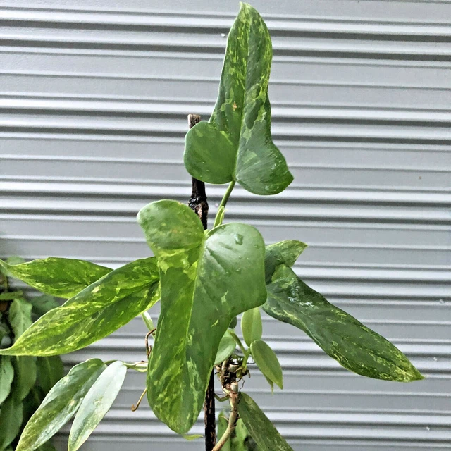 VARIEGATED PHILODENDRON SPLASH Gordon W/ Babies $711.00 - PicClick