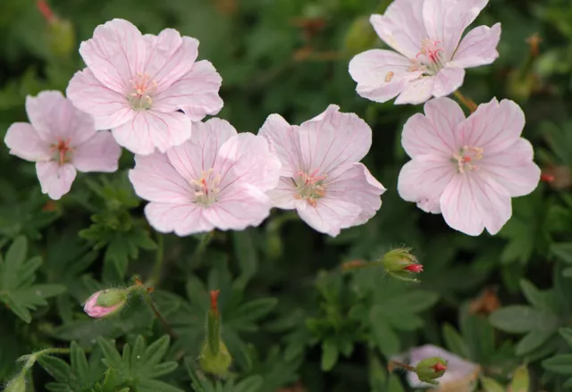 1 x Geranium sanguineum 'Apfelblüte' (Storchschnabel) Bodendecker/Staude