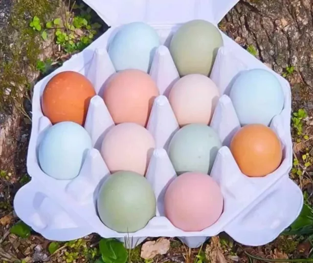 6 Rainbow Mix Chicken Hatching Eggs - NPIP Certified - Fresh & Fertile