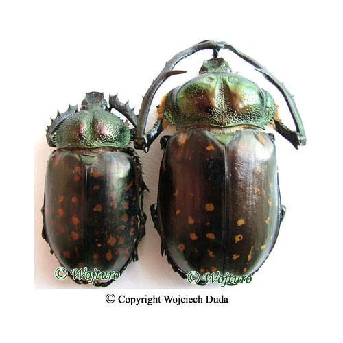 Cheirotonus formosanus pair 46-55mm Cheirotonus macleayi