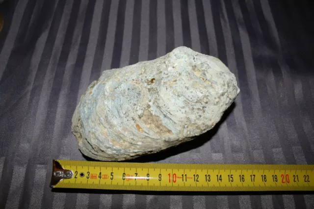 Fossile Huitre 15 cm - 985 gr - fossil oyster shell