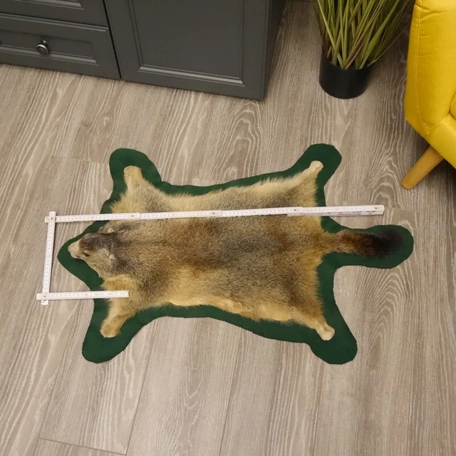 Marmota Fell-Vorleger Con Kopfpräparation Decoración 3