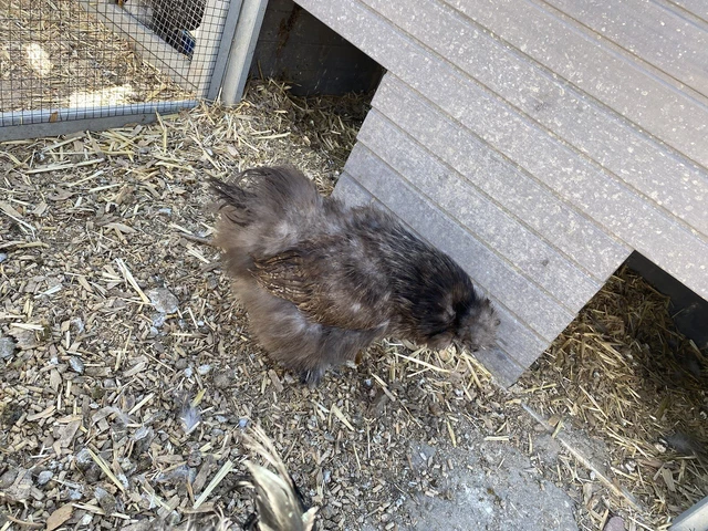 6+ silkie hatching eggs for sale