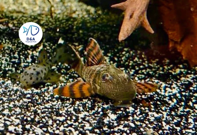 1 L397 Alenquer Tiger Pleco (Size 3+ cm) 1.2+ inch - High Quality Live Fish 3