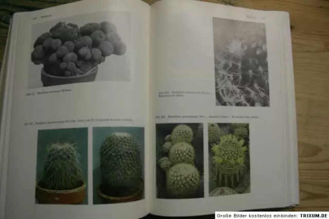 altes Kakteen Lexikon 3000 Kakteen beschrieben Sorten Morphologie Details Kaktus