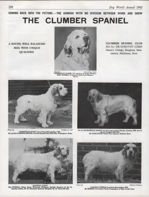 Clumber Spaniel Club Dog Breed Kennel Advert Print Page Dog World 1965