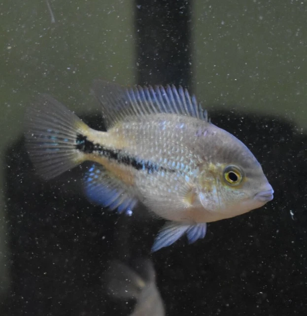 Live Vieja Bifasciatus Cichlid (2" Rare Young Aquarium Fish) PLS READ DESC 8