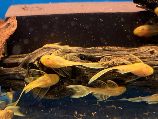 LONGFIN BLUE EYE LEMON YELLOW Bristlenose Pleco 1 inch+ (4 Pack)-2 B-LINES SALE!