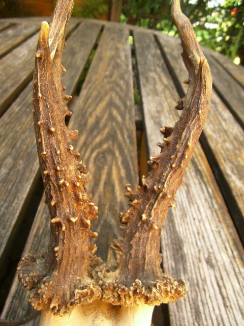 2 Bois De Cerf Naturels 78mm - Pour Coucou Forêt-Noire Ou Tête De Cerf - Kd89