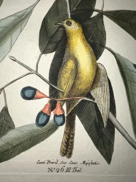 Antique Engraving Catesby Seligmann C1750 Hand Colored Yellow Warbler 26