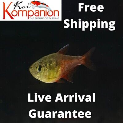 3/5/10/20X Von Rio Flame Tetras Freshwater Fish Koi Kompanion Free Shipping