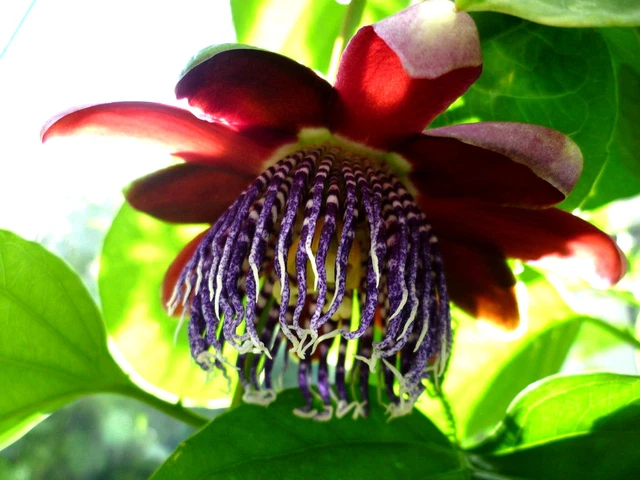 MARACUJA PASSIFLORA alata RiesenGranadilla, 10 Samen,Passionsfrucht