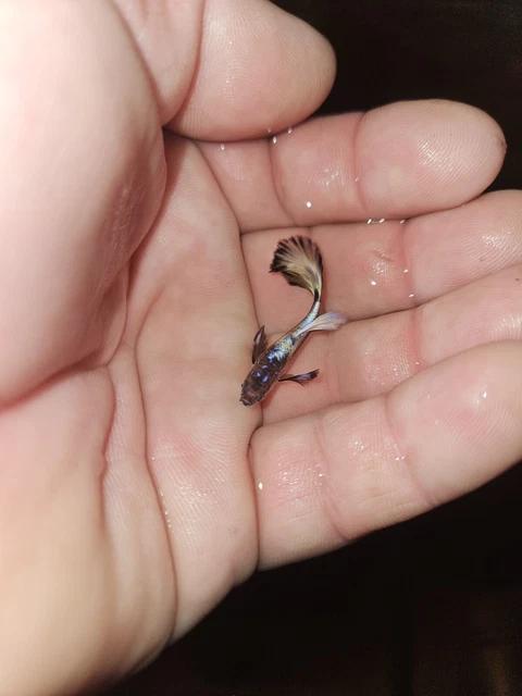 Guppys Black Yelow Blue Moscow SUPER Quality USA Two Males.