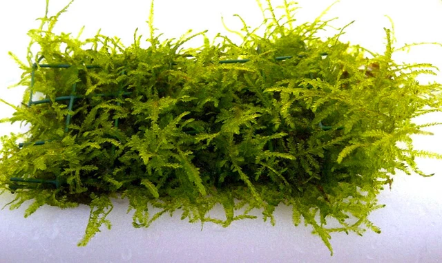 Trauermoos als Matte 80 x 50 mm / Vesicularia ferriei Weeping Moss, Moos 2