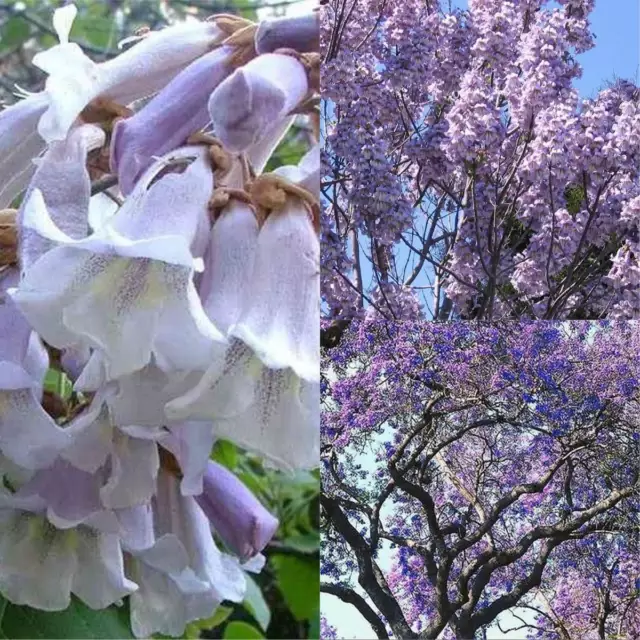 Paulownia Elongata (Princess Tree) 50 Seeds