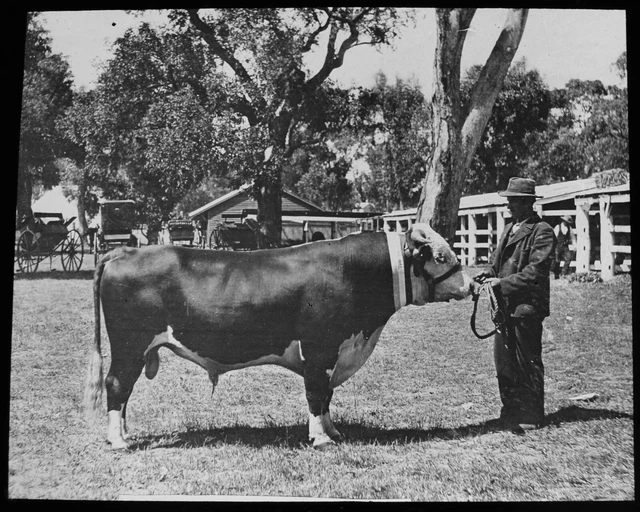 HEREFORD BULL C1910 PHOTO Magic Lantern Slide AUSTRALIA CATTLE FARMING