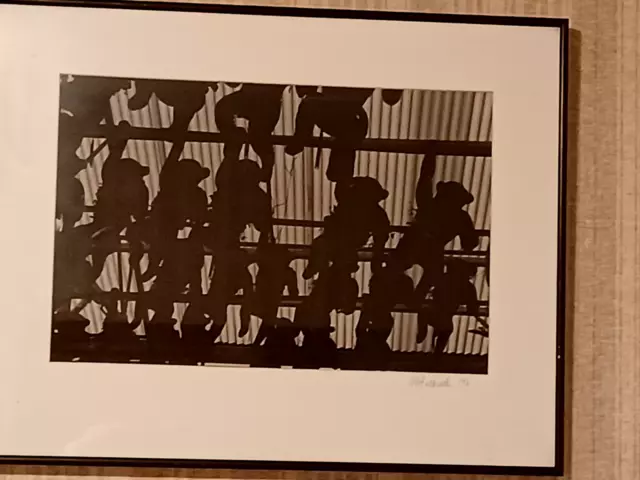 monkeys above Black & White art by J. Polachek Modern photography framed.