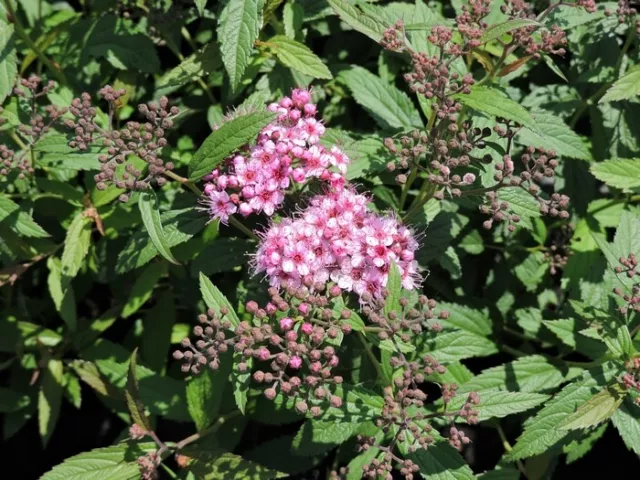 Rote Sommerspiere Anthony Waterer (Spiraea japonica) im Container 30-40 cm 1 St