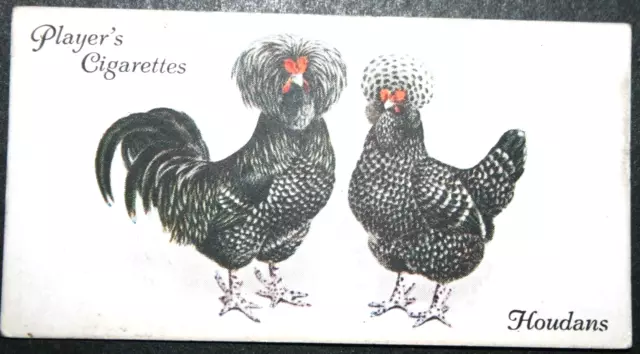 HOUDAN Chickens    Poultry Breed   Original 1931 Vintage Card  BD12M
