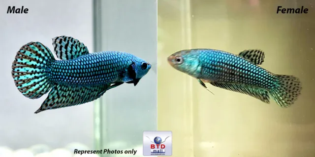 Wild Type Betta Fish a "Pair of Alien Green Peacock" Male & Female from Thailand
