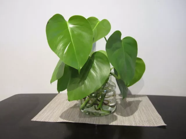 Monstera adansonii Cutting x1 Swiss Cheese/Monkey mask plant Well Rooted cutting